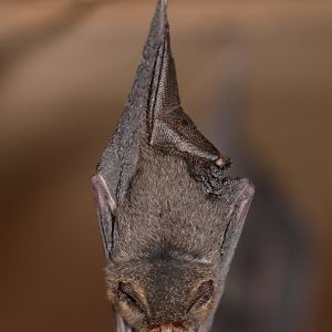 thumbless bat (Furipterus horrens)