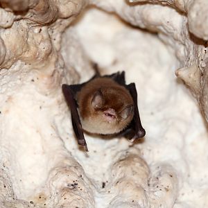 Mexican Funnel-eared Bat (Natalus mexicanus)