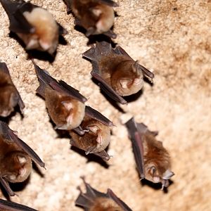 Mexican Funnel-eared Bat (Natalus mexicanus)