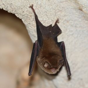Mexican Funnel-eared Bat (Natalus mexicanus)