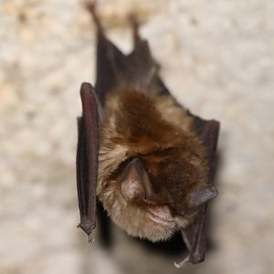 Mexican Funnel-eared Bat (Natalus mexicanus)