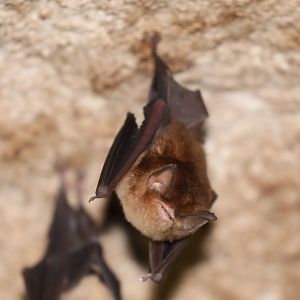 Mexican Funnel-eared Bat (Natalus mexicanus)