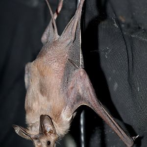 greater mouse-tailed bat (Rhinopoma microphyllum)
