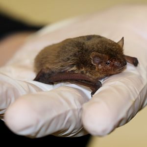 Kuhl's pipistrelle (Pipistrellus kuhlii)