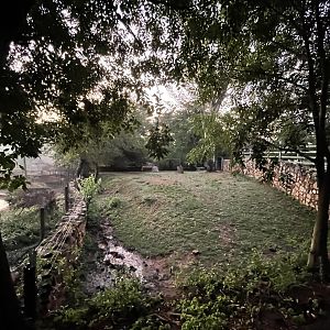 Female Nile Hippopotamus land area (Hippopotamus amphibius)