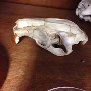 American Beaver skull—Naturally Wild Swap Shop, Houston Zoo (February 14, 2017)