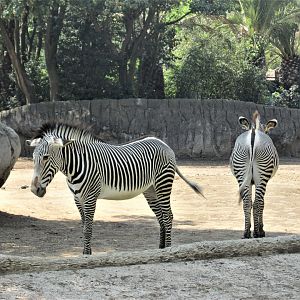 Grevy´s zebra
