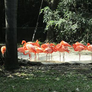 Fiamingo flock