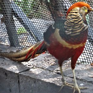 hybrid pheasant