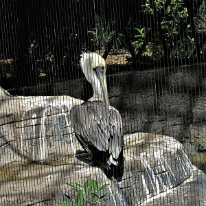 brown pelican