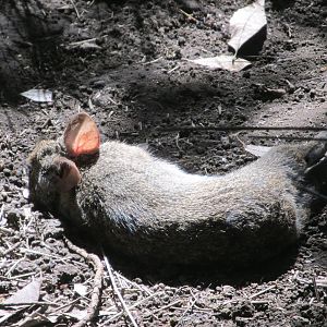 Volcano rabbit in the sun