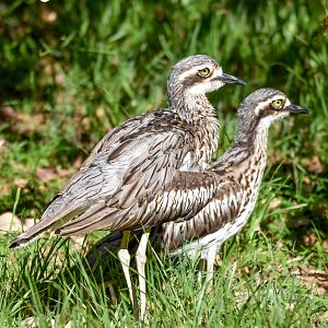 Bush Stone-Curlews