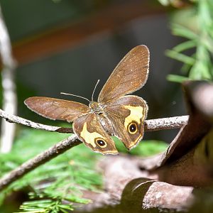 Common Brown Ringlet