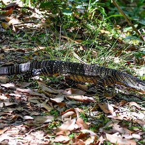 Lace Monitor