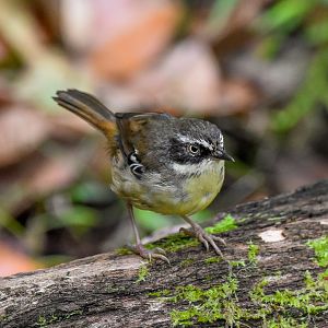 White-browed Scrubwren