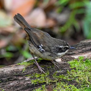White-browed Scrubwren