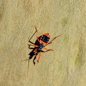 Orange Ground Assassin Bug,  Ectomocoris patricius