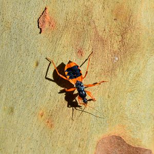 Orange Ground Assassin Bug, Ectomocoris patricius