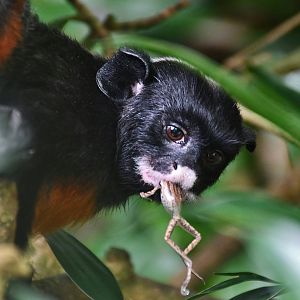 White-lipped Tamarin (Saguinus labiatus)