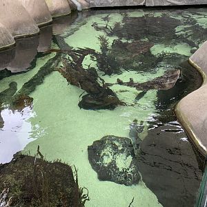 Ray and Shark Exhibit