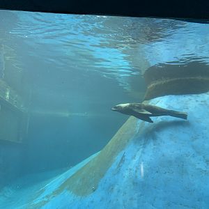 Seal Exhibit