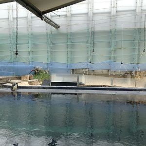 Little Penguin Exhibit