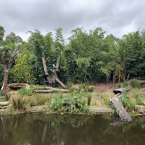 Sumatran Tiger Exhibit