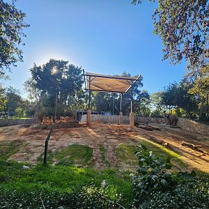 African Elephant Exhibit #1