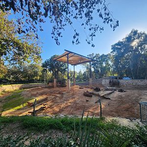 African Elephant Exhibit #1