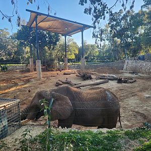 African Elephant Exhibit #1