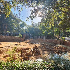 African Elephant Exhibit #2