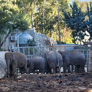 Asian Elephant herd