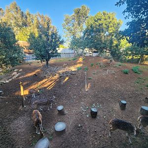 Persian Fallow Deer Exhibit