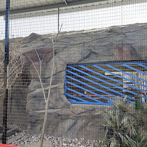 New Toco Toucan Exhibit