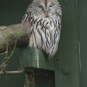 Ural Owl