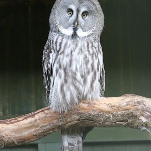 Great Grey Owl