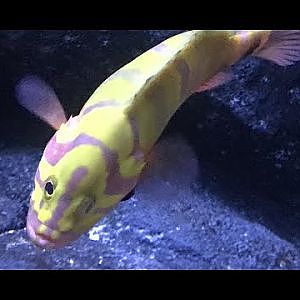 Neptune grouper (Video)