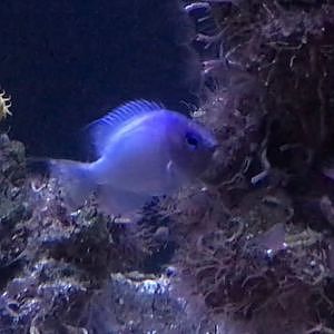 Undescribed Damselfish sp. (Video)