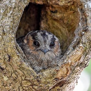 Australian Owlet-Nightjar