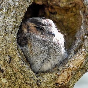 Australian Owlet-Nightjar