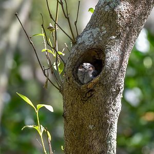 Owlet-Nightjar hollow