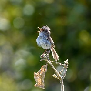 Superb Fairywren