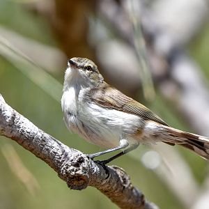 Mangrove Gerygone