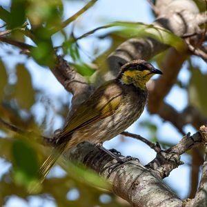 Mangrove Honeyeater