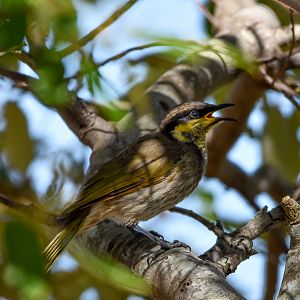 Mangrove Honeyeater