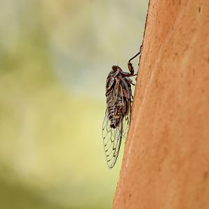 Razor Grinder, Henicopsaltria eydouxii