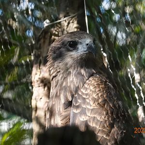 Black Kite (Milvus migrans formosanus)
