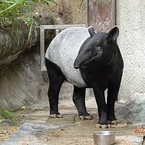 Malayan Tapir (Tapirus indicus)