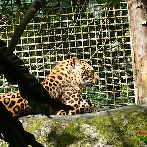 North Chinese Leopard (Panthera pardus japonensis)