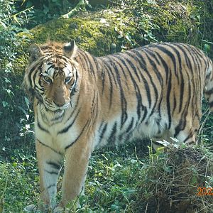 Tiger (Panthera tigris)